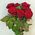 Simple bouquet of 7 roses view 1