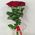 Simple bouquet of 7 roses view 4