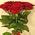Simple bouquet of 7 roses view 5