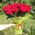 Simple bouquet of roses - view 2