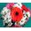 A real bouquet of flowers - view 3