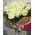 Happy birthday white roses 25 roses- wiev 5