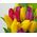 Tulips in a bouquet - view 3