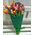 Spring flowers tulips - view 2