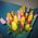 Spring flowers tulips - view 5