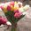 Spring flowers tulips - view 7