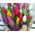 Bright tulips - view 2