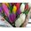 Bright tulips - view 3