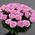 Brightly pink roses - view 2