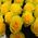 Yellow roses bouquet - wiev 3