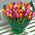 101 tulip - view 1