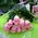 11 Dutch pink roses - view 2