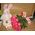 11 Dutch pink roses - view 3
