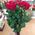 15 roses 1 meter - view 3