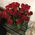 25 imported red roses - view 3