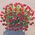 75 roses in a basket for an anniversary - view 2