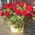 75 roses in a basket for an anniversary - view 4