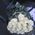 White roses import - view 1