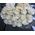 White roses import - view 2