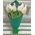 Bouquet of white tulips and blue irises - view 1