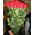 A bouquet of long roses - view 2