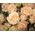 Bouquet of 25 cream spray roses - view 2
