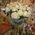 Bouquet of 25 roses of short - view 2