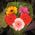 Bouquet of 5 gerberas - view 2