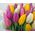 Bouquet of 51 tulips - view 3