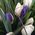 Bouquet of white and blue flowers - view 3