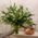 Bouquet of white lilies - view 1