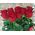 Bouquet of long roses - view 2