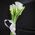 Classical bouquet of callas - view 1