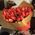 Bouquet from red tulips - view 1