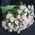Bouquet of cream spray roses - view 2