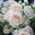 Bouquet of cream spray roses - view 3