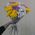 Bouquet of chamomile chrysanthemum - view 1
