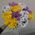 Bouquet of chamomile chrysanthemum - view 2