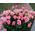 Bouquet of pink rose spray - view 2