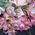 Bouquet of pink flowers alstroemerias - view 3