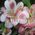 Bouquet of pink flowers alstroemerias - view 4