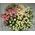 Bouquet from rose spray - view 1