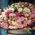 Bouquet from rose spray - view 5