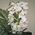 Bouquet from a branch of a white orchid - view 2
