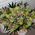 Bouquet of green orchids cimbidium - view 9