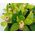 Bouquet of green orchids cimbidium - view 3