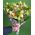 Bouquet of green orchids cimbidium - view 4