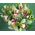 Bouquet of green orchids cimbidium - view 6