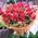 Graceful bouquet of red tulips - view 1