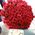 Bouquet of red roses with a birthday - view 2